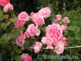 Rosenfee Rosenfee