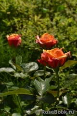 Cherry Brandy ® Cherry Brandy ®
