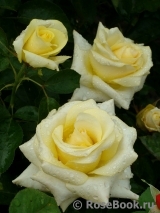 Wainwright Rose, The Wainwright Rose, The