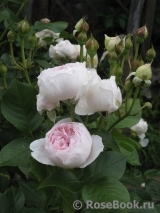 Herzogin Christiana ® Herzogin Christiana ®