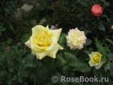 Wainwright Rose, The Wainwright Rose, The