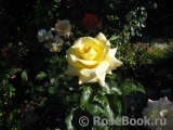 Wainwright Rose, The Wainwright Rose, The