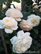 Crocus Rose® Crocus Rose®