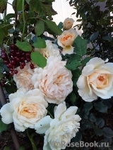 Crocus Rose® Crocus Rose®
