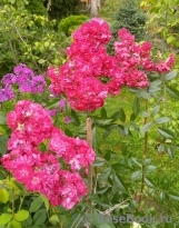 Alberich Cl. Alberich Cl.