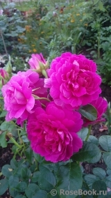 Princess Anne Princess Anne