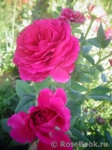 Johann Wolfgang von Goethe Rose® Johann Wolfgang von Goethe Rose®