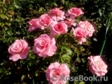 Tickled Pink Tickled Pink