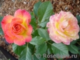 Gartenspass ® Gartenspass ®