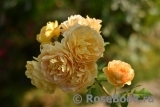 Golden Celebration® Golden Celebration®