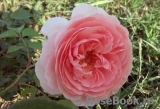 A Shropshire Lad A Shropshire Lad