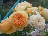 Crown Princess Margareta® Crown Princess Margareta®
