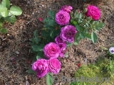 Heidi Klum Rose Heidi Klum Rose