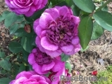 Heidi Klum Rose Heidi Klum Rose