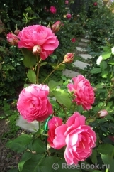 Les blouses roses ® Les blouses roses ®