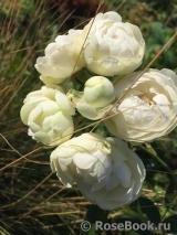 White Morsdag White Morsdag