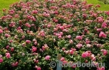 Baronesse Baronesse