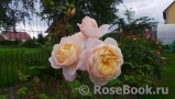 Crocus Rose® Crocus Rose®