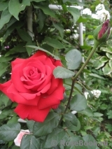Grande Amore Grande Amore