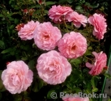 Tickled Pink Tickled Pink