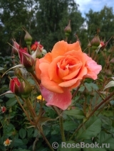 Westerland Westerland