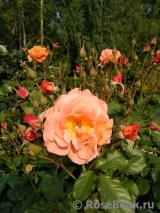 Westerland Westerland