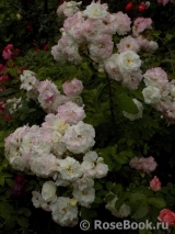 Midsummersnow ® Midsummersnow ®