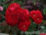 Roter Korsar Roter Korsar