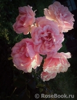 Home & Garden Home & Garden