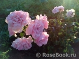 Home & Garden Home & Garden