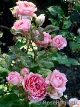Amandine Chanel Amandine Chanel