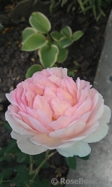 Abraham Darby Abraham Darby
