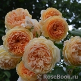 Crown Princess Margareta® Crown Princess Margareta®