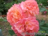 Augusta Luise Augusta Luise