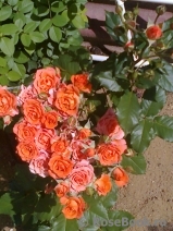 Alegria Alegria