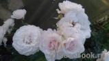 Great North Eastern Rose Great North Eastern Rose