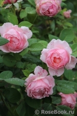 Brother Cadfael Brother Cadfael