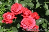 Dame de Coeur Dame de Coeur