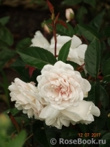 Marie Pavie