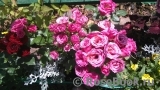 Lovely Lydia® Lovely Lydia®