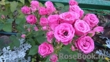 Lovely Lydia® Lovely Lydia®