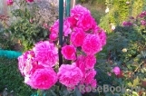 Rosarium Uetersen Rosarium Uetersen