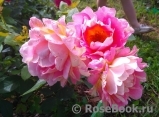 Rose des Cisterciens Rose des Cisterciens