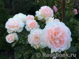 Chandos Beauty Chandos Beauty