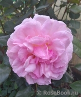 White Fox Rose White Fox Rose