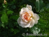 A Whiter Shade Of Pale A Whiter Shade Of Pale