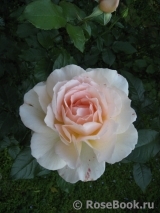 A Whiter Shade Of Pale A Whiter Shade Of Pale