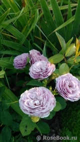 Lavender Ice Lavender Ice