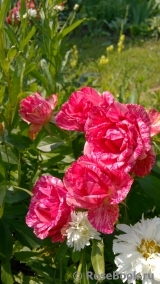 Pink Intuition Pink Intuition