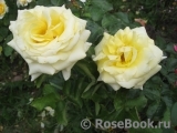Wainwright Rose, The Wainwright Rose, The